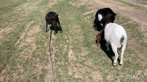 Меня бомбит. У каких коз самое вкусное молоко. Зааненки нервно курят в сторонке. ЛПХ Иркутская коза