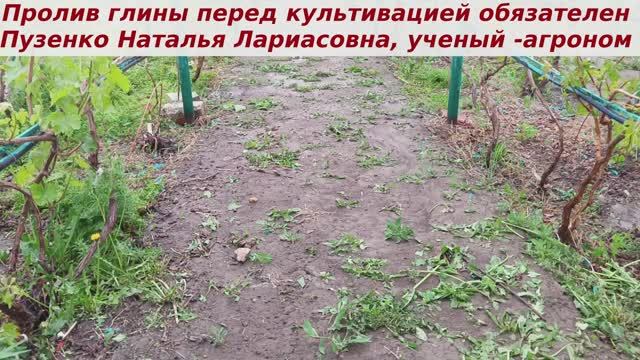 Вносим удобрения? Перед внесением удобрений на глине рекомендую ее пролить водой. Зачем? смотреть онлайн