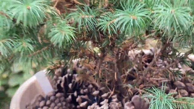 «Хвойная зона» в «Деревеньке…». смотреть онлайн