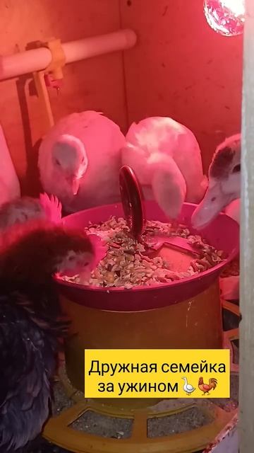 Дружная семейка за ужином #подворье #цыплята #цесарки # смотреть онлайн