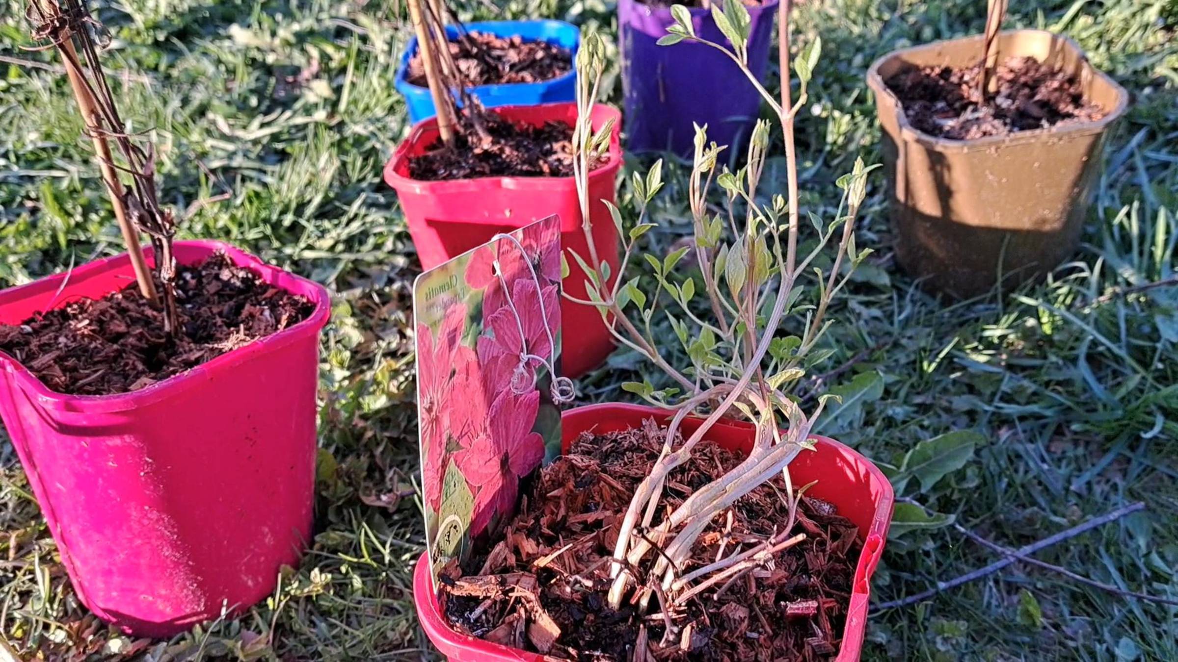 Посылка с клематисами. Магия цветов.