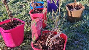 Посылка с клематисами. Магия цветов.