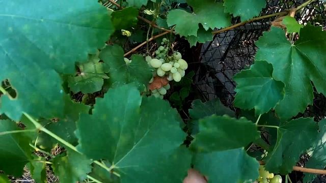 Урожай помидор с теплиц. Робот в помощь #ukraine #familyvlog #ог?