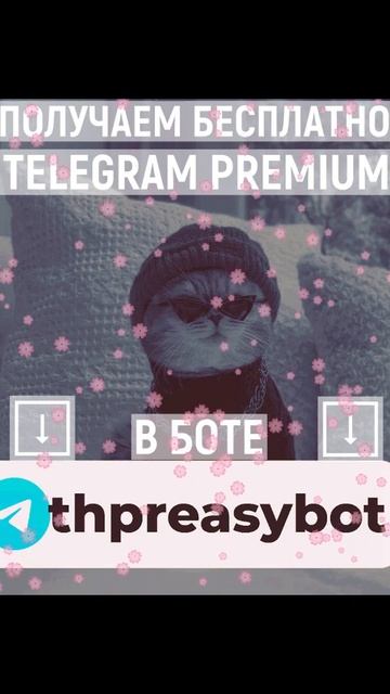 Telegram Premium ⭐️ БЕСПЛАТНО ХАЛЯВА ⭐️ смотреть онлайн