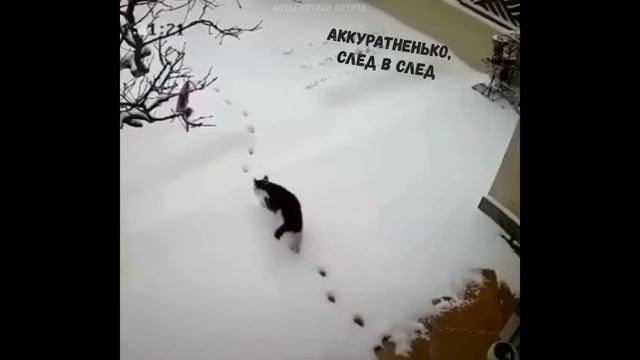 Смешные КОТЫ КОТИКИ КОТЯТА Приколы с животными #42 смотреть онлайн