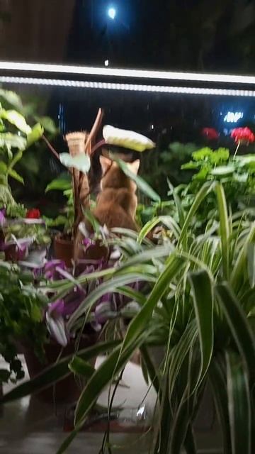 кошь 💚🌿 #калининград