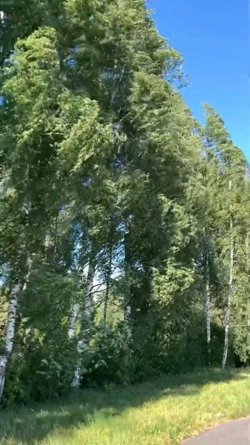 Отчего так в России березы шумят смотреть онлайн