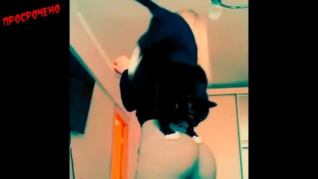 Лучшие видео приколы Ютуб Июнь 2014 #5 смотреть онлайн
