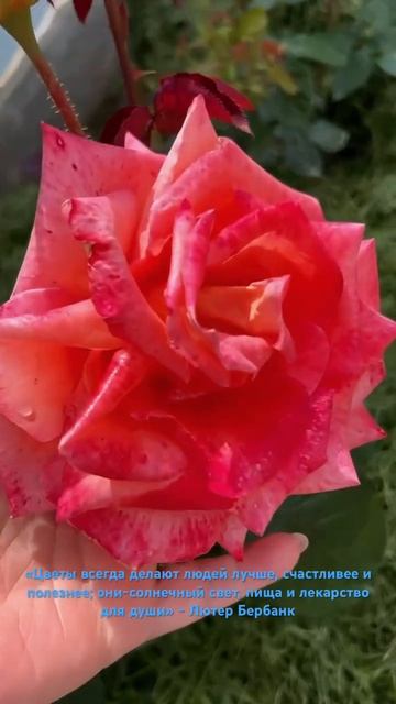 🌺🌺🌺 «Цветы всегда — солнечный свет, пища и лекарст смотреть онлайн