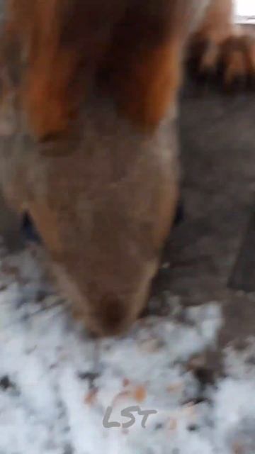 Белка ест орех. #squirrel #белка #shorts # смотреть онлайн