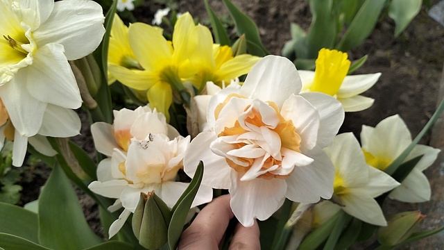 НИКОГДА НЕ ВИДЕЛА ТАКОЙ СОРТ НАРЦИССОВ 🌷 смотреть онлайн