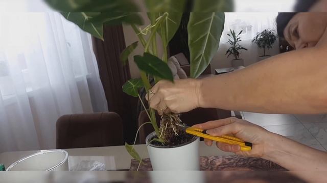 Обрезка алоказии