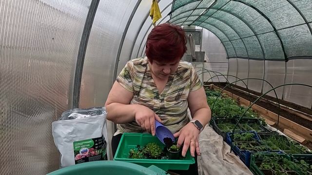 Пикировка лобелии!! Буду исправляться на следующий го? смотреть онлайн