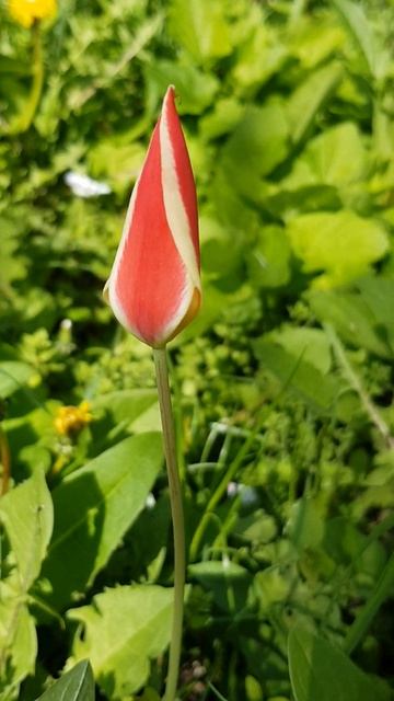 Мини тюльпанчик | Mini Tulpe #tulpen #тюльпан #цветы #blumen #pflanzen смотреть онлайн