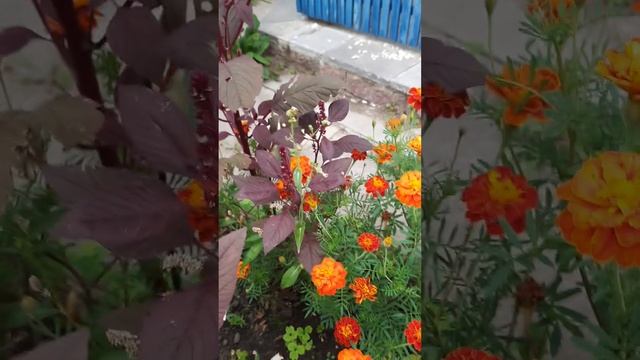 АМАРАНТ. смотреть онлайн