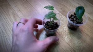 Как быстро нарастить корни алоказии и новые цветы