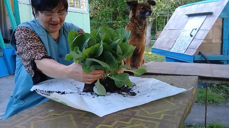 Жизнь в деревне - Выпуск от 08-05-2025. Зоя приехала и на любимый огород смотреть онлайн