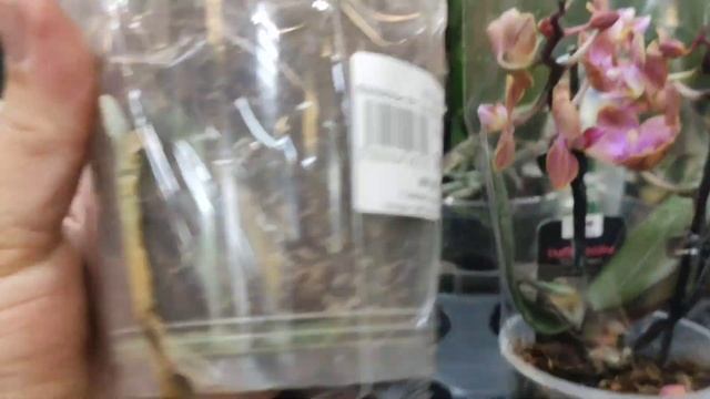 14.07.24.ПЛАНЕТА ЛЕТА И МИР ЦВЕТОВ🌺. смотреть онлайн