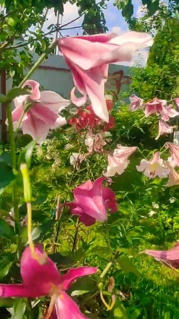 #лилия #лилии #цветы #shorts#shorst смотреть онлайн