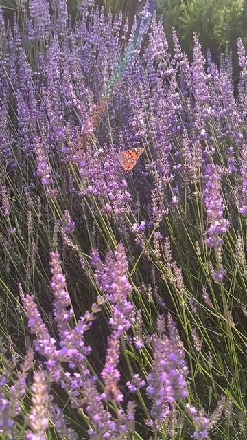 Лаванда 💜 смотреть онлайн
