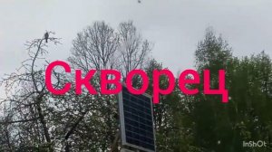 Пернатые друзья на даче