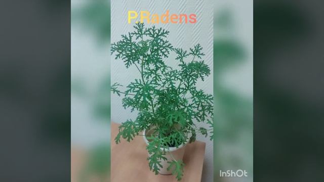 P.Radens с ароматом розы смотреть онлайн