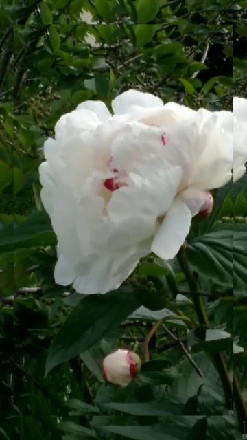 эзотерика# белый пион раскрылся💞 смотреть онлайн