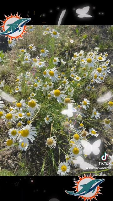Подари мне цветы полевые 🐬✔️♾️🤘 смотреть онлайн