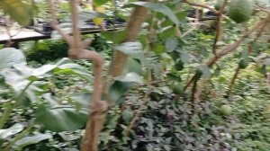 Лимонарий в Саратове/#лимон #комнатныерастения