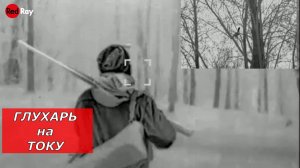 Охота на Глухаря на Току! Подход и выстрел в кадре!!!