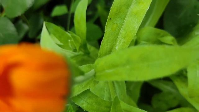 календула смотреть онлайн