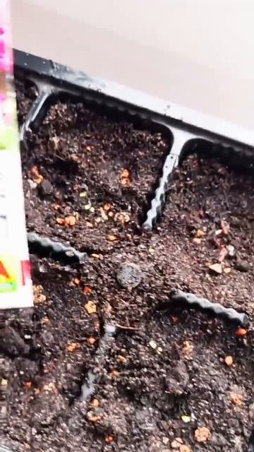 Ух ты ж!!! Гвоздика Мисс Марпл за три дня проклюнулась) смотреть онлайн