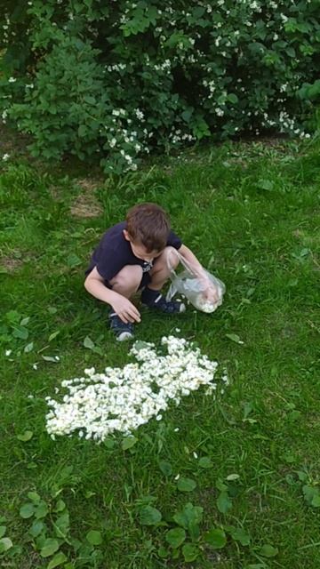 Ошибана "Жасминовый кролик". смотреть онлайн