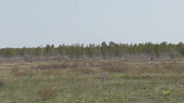 Шахтинск /весна/подснежники/лесопосадка/ 20.04.24г. смотреть онлайн