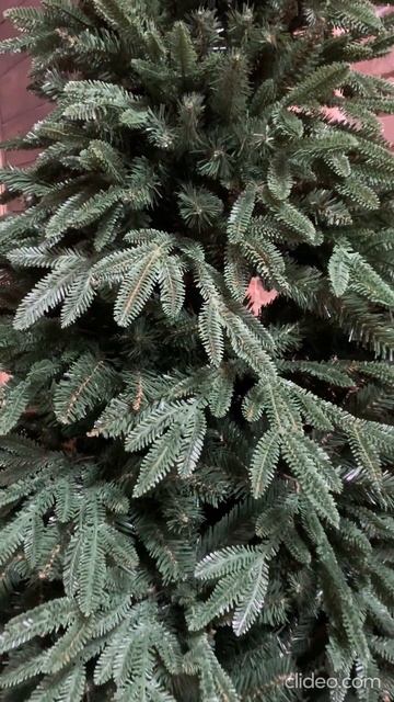 обзор ели "Кремлёвская" смотреть онлайн