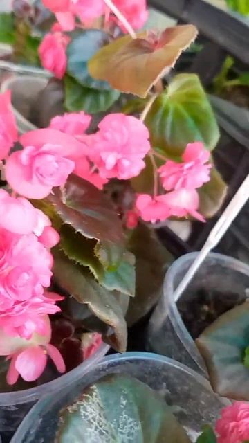 Бегонии серии Double White и Double Red🌺 смотреть онлайн