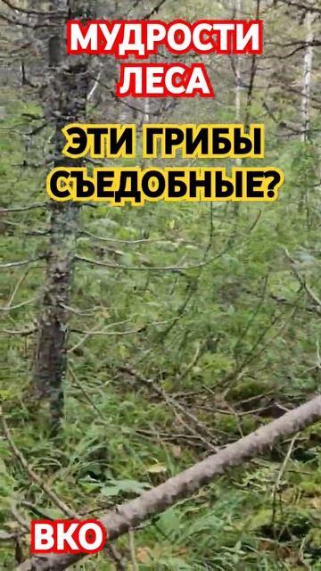 НЕ СОБИРАЙТЕ ГРИБЫ #природа #грибы #кедровые шишки #сча смотреть онлайн