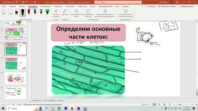 Урок - 5Б класс - Особенности растительных клеток. Царс смотреть онлайн