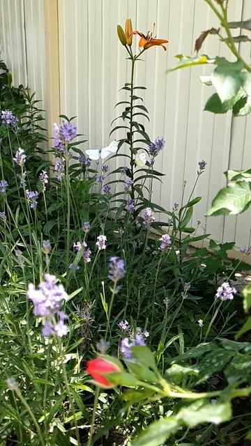 Лаванда, всегда притягивает в сад бабочек и других нас смотреть онлайн