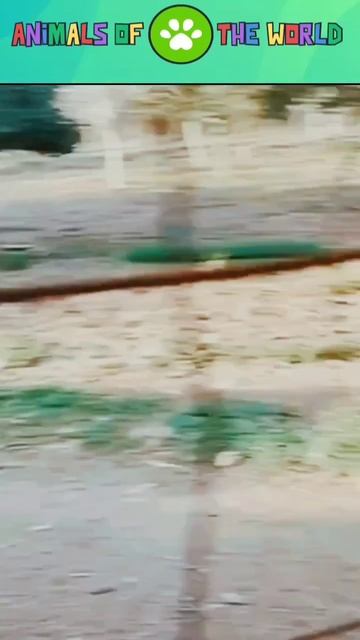 Перезалив сегодня снова роутеры будем есть (remix) #юмор # смотреть онлайн