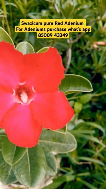 Swazicum variety pure Red Adenium #plants #ornamentalplant #adeniumgarden #shorts #viral #bonsai смотреть онлайн