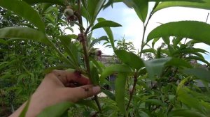 ВЛОГ : БУДЕТ БОЛЬШОЙ УРОЖАЙ / ЗАКУПИЛИСЬ К ПРАЗДНИКУ