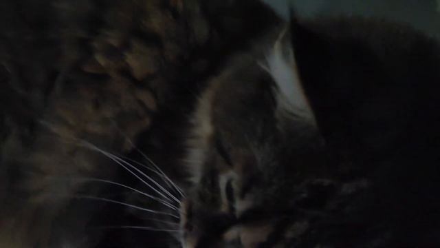 Дерётся и ест цветы 🐱🙀❤💋 смотреть онлайн
