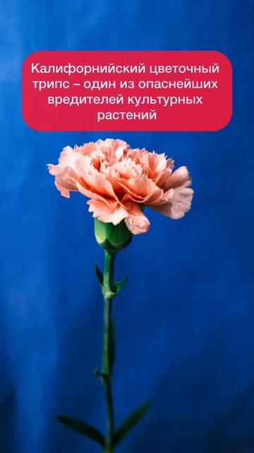 Ввоз эквадорских гвоздик в Россию ограничат! Почему? смотреть онлайн