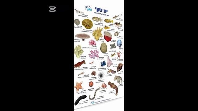 Какие моря есть в Израиле? смотреть онлайн