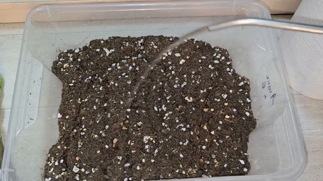 1 ложка в ЗАМИОКУЛЬКАС и он будет распирать горшок и вы смотреть онлайн