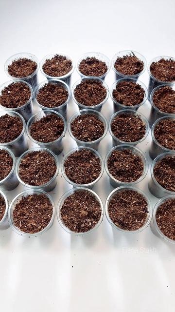 Гибискусята из семян 🌱🌱🌱#растения #гибискус смотреть онлайн