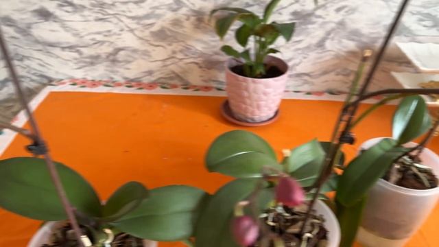 Почему засыхают бутоны орхидеи . Как помочь расскрыть? смотреть онлайн