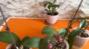 Почему засыхают бутоны орхидеи . Как помочь расскрыть?