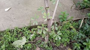 Акебия - как зимует и как размножается? 25.10.2024г.